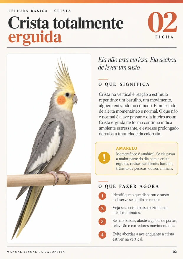 Ficha 1 do Manual Visual da Calopsita