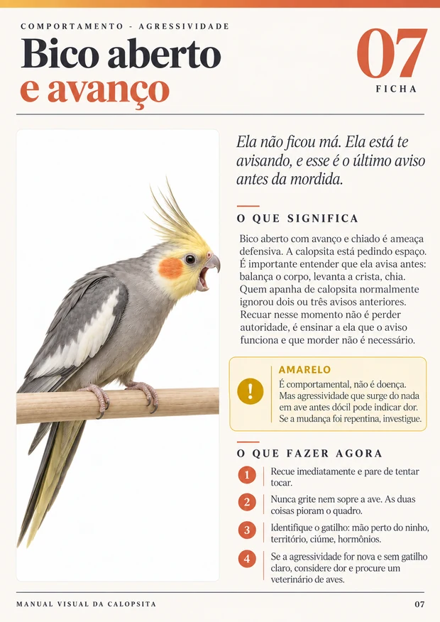 Ficha 3 do Manual Visual da Calopsita