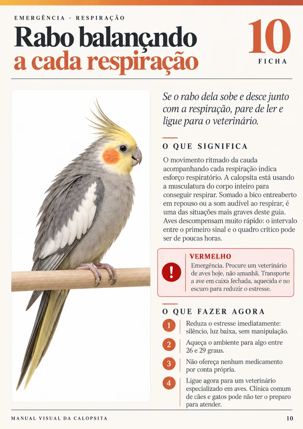 Ficha 4 do Manual Visual da Calopsita