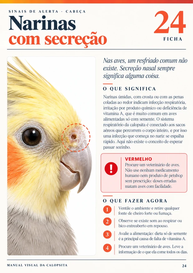 Ficha 5 do Manual Visual da Calopsita
