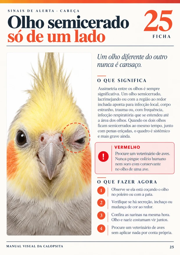 Ficha 6 do Manual Visual da Calopsita