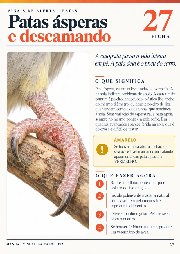 Ficha 7 do Manual Visual da Calopsita
